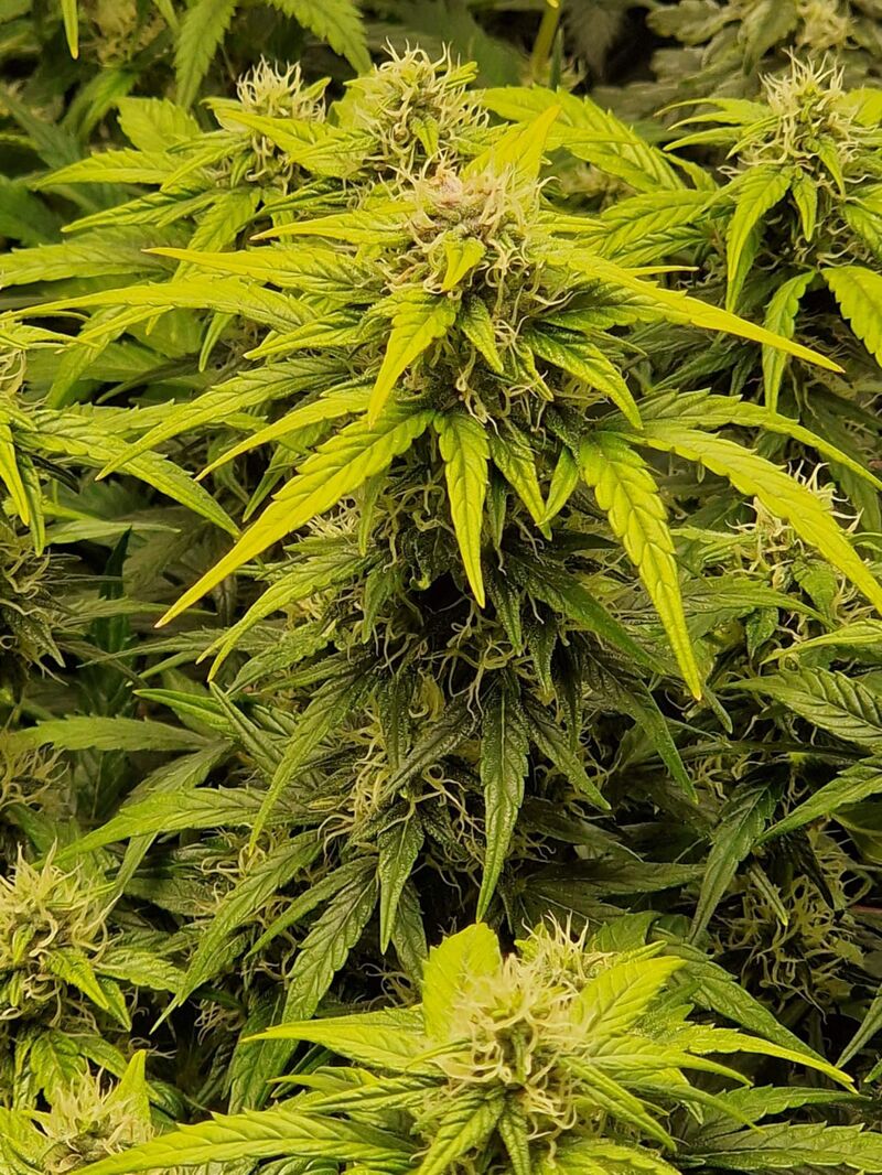 Cheese Auto, Фасовка: 3, изображение 3